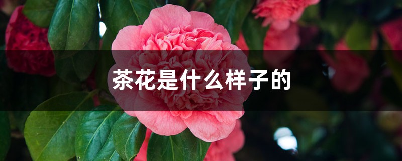 茶花是什么样子的，茶花的特点