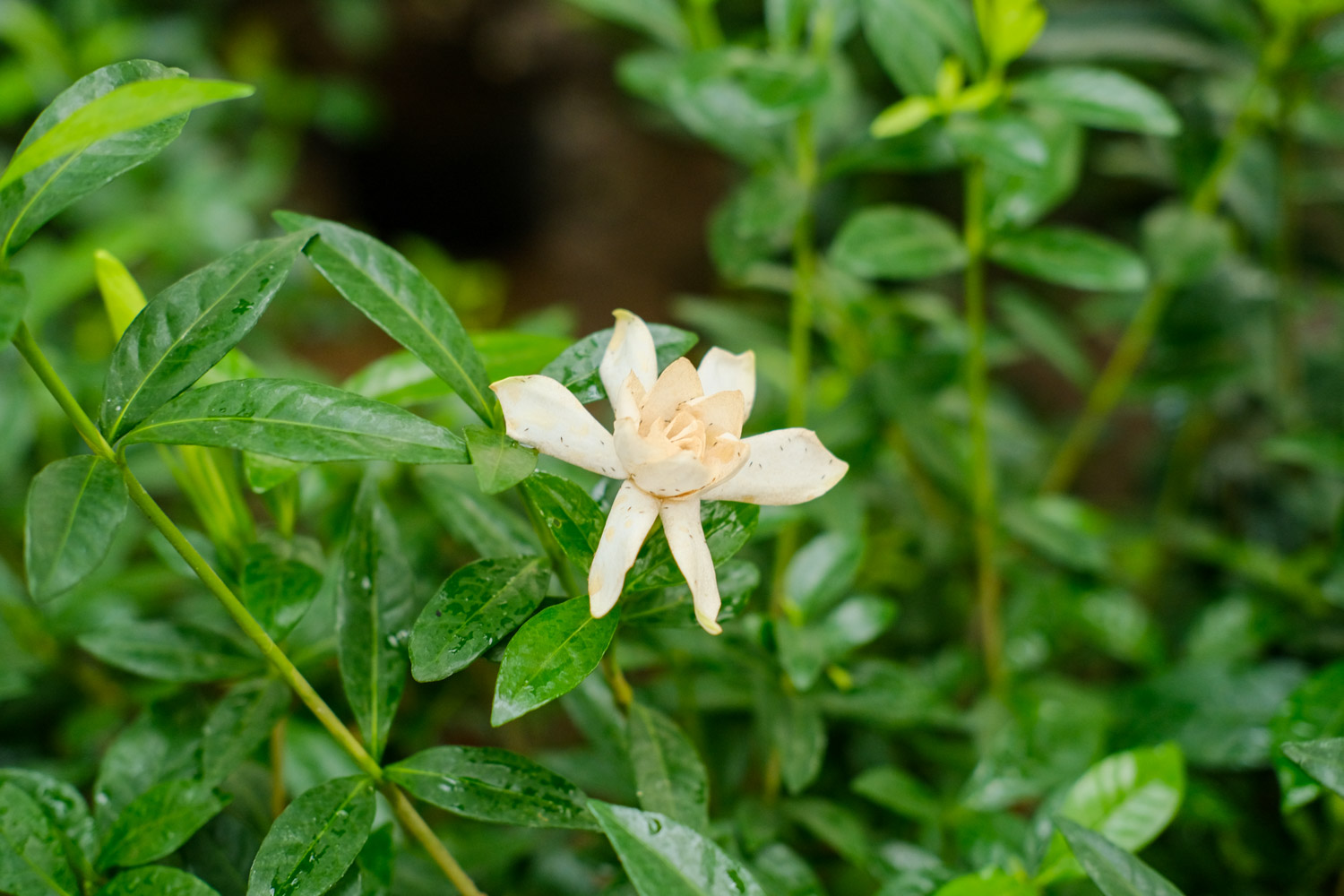 栀子花花语大全