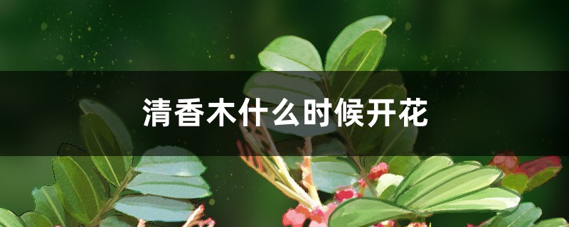 清香木什么时候开花