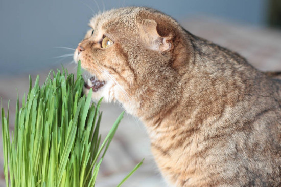 猫咪能吃猕猴桃吗