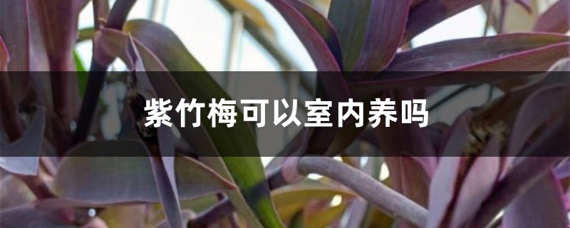 紫竹梅可以室内养吗，放室内吉利吗