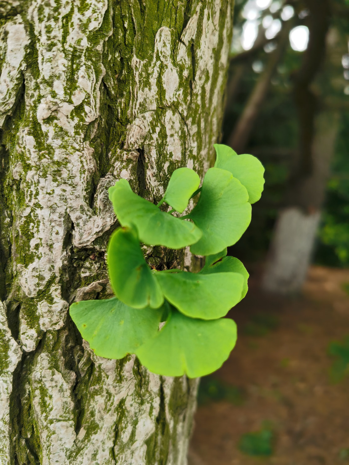 银杏树种植位置与风水（方位、禁忌）