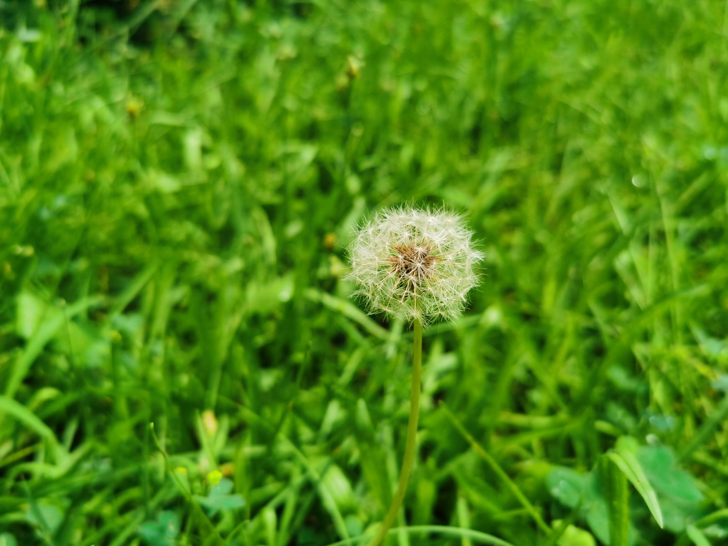 蒲公英茶可以天天喝吗