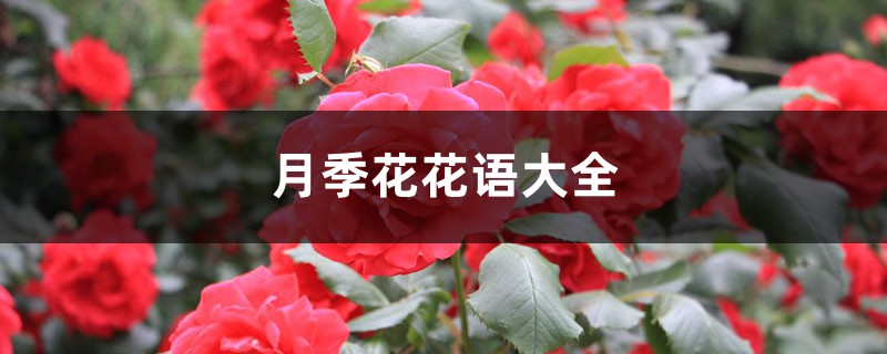 月季花花语大全