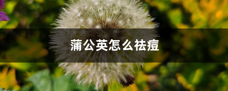 蒲公英可以祛痘吗，怎样祛痘