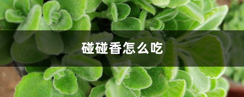 碰碰香怎样吃