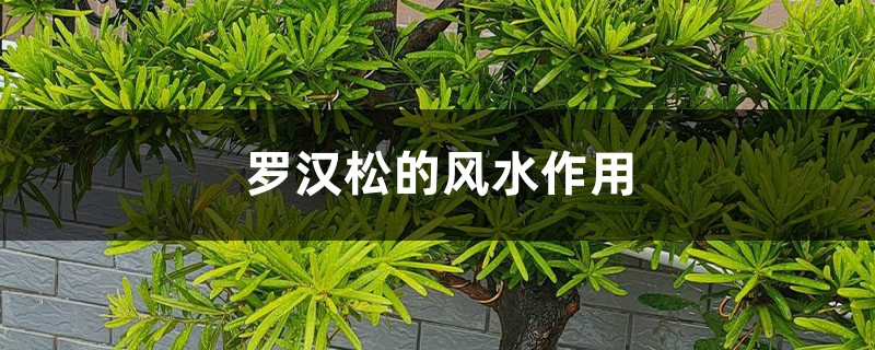 罗汉松的风水作用-花百科