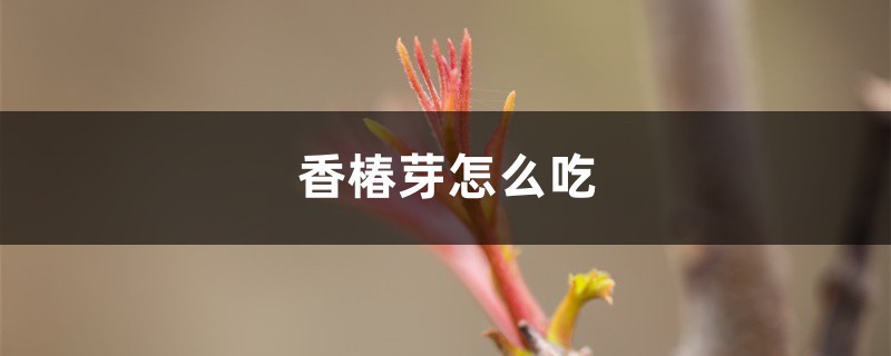 香椿芽怎样吃