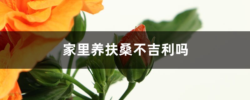 家里可以养扶桑吗，不吉利是不是真的