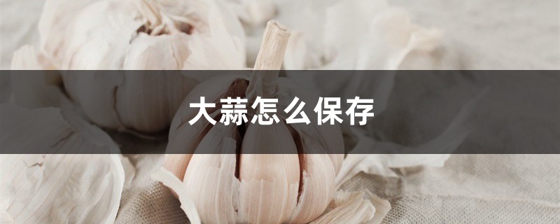 大蒜怎样保存，发了芽的大蒜能吃吗