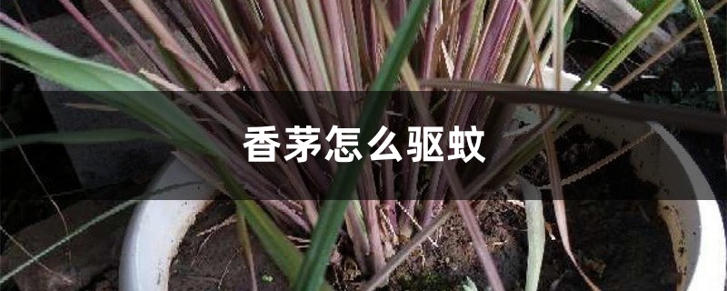 香茅怎样驱蚊