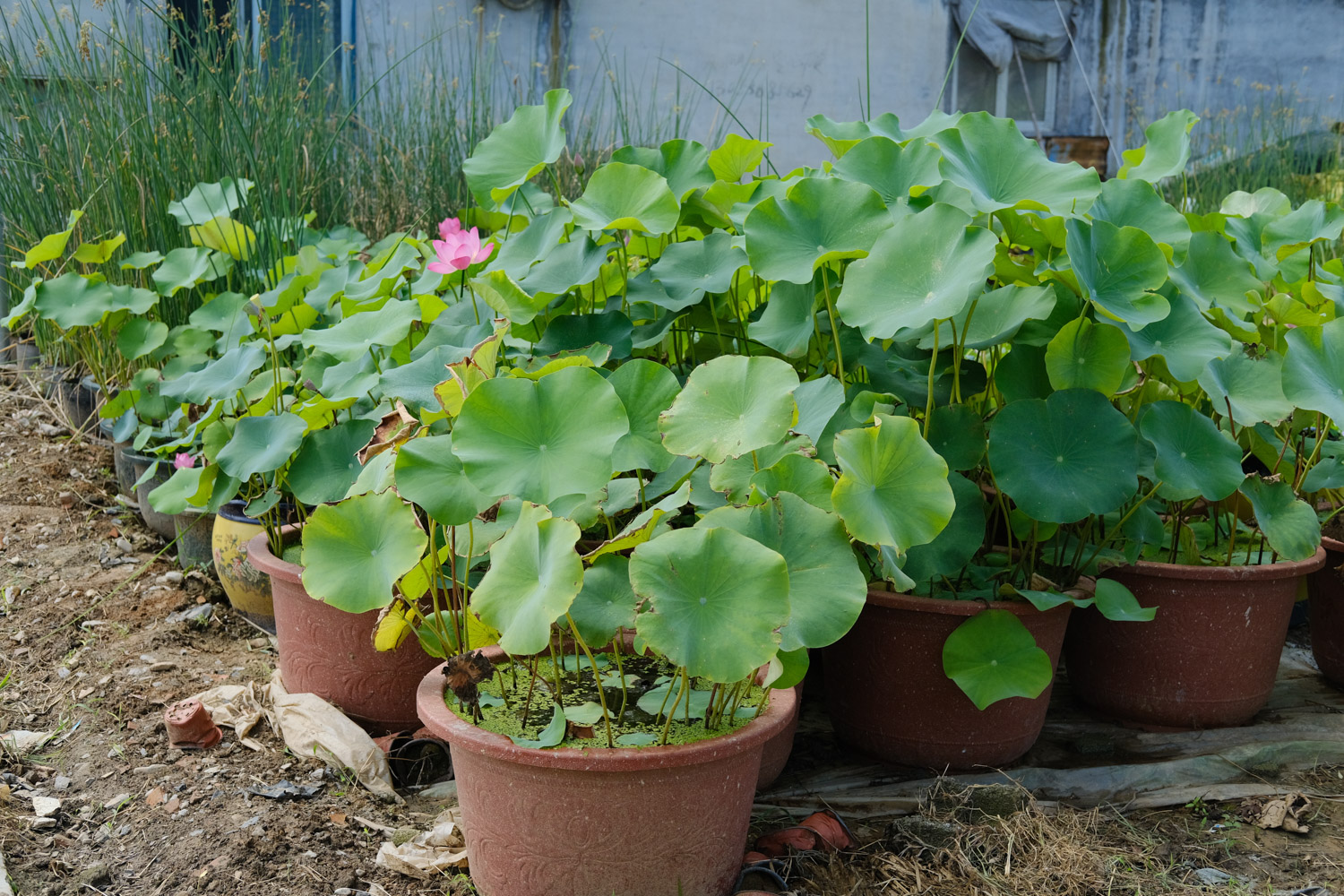 荷花的花语和象征意义，风水代表什么