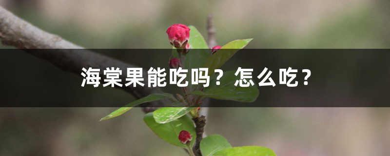 海棠果能吃吗？怎样吃？