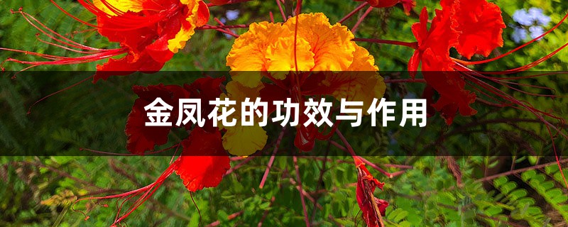 金凤花的功效与作用 – 花百科