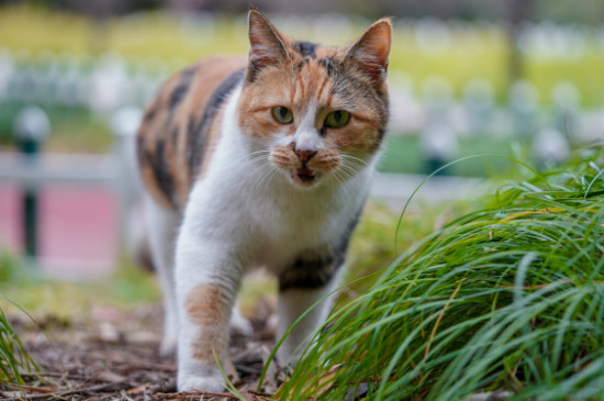 猫咪可以吃盐吗