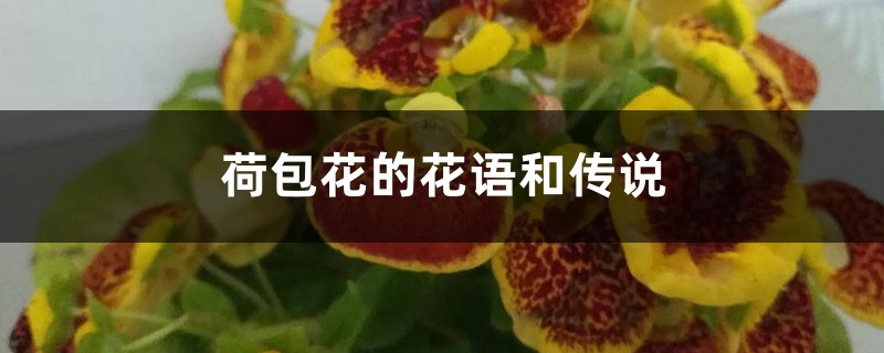 荷包花的花语和传说