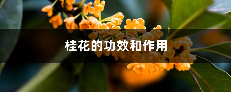 桂花的功效和作用，桂花泡茶怎样制作