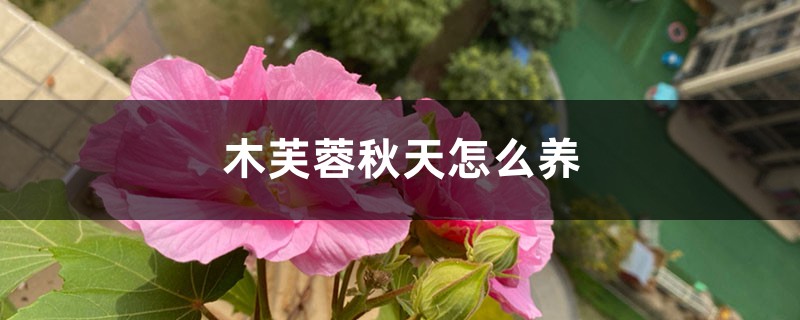 木芙蓉秋天怎样养