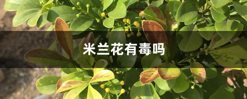 米兰花有毒吗