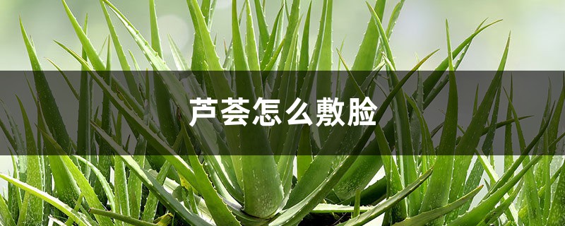 芦荟怎样敷脸