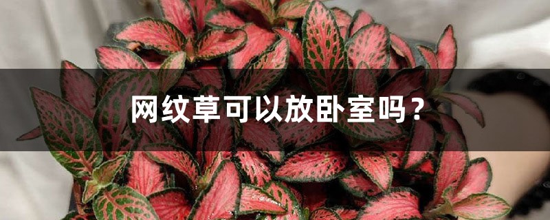 网纹草可以放卧室吗？ -  花百科