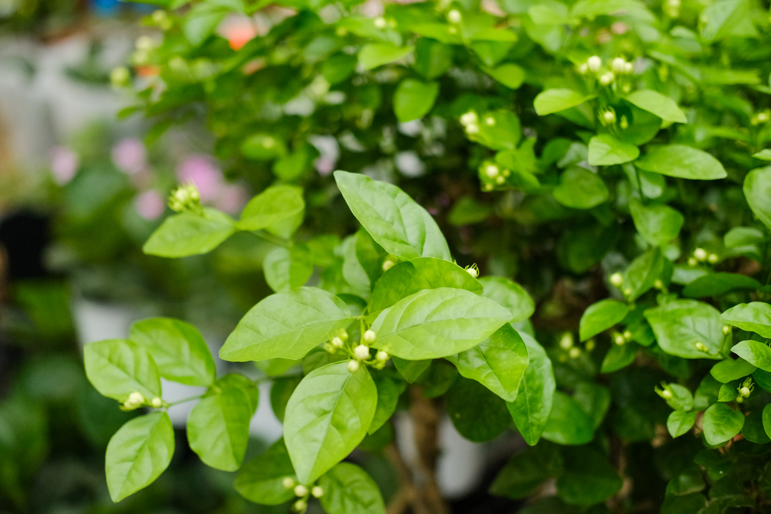 茉莉养在家中风水好吗（附风水好的植物推荐）