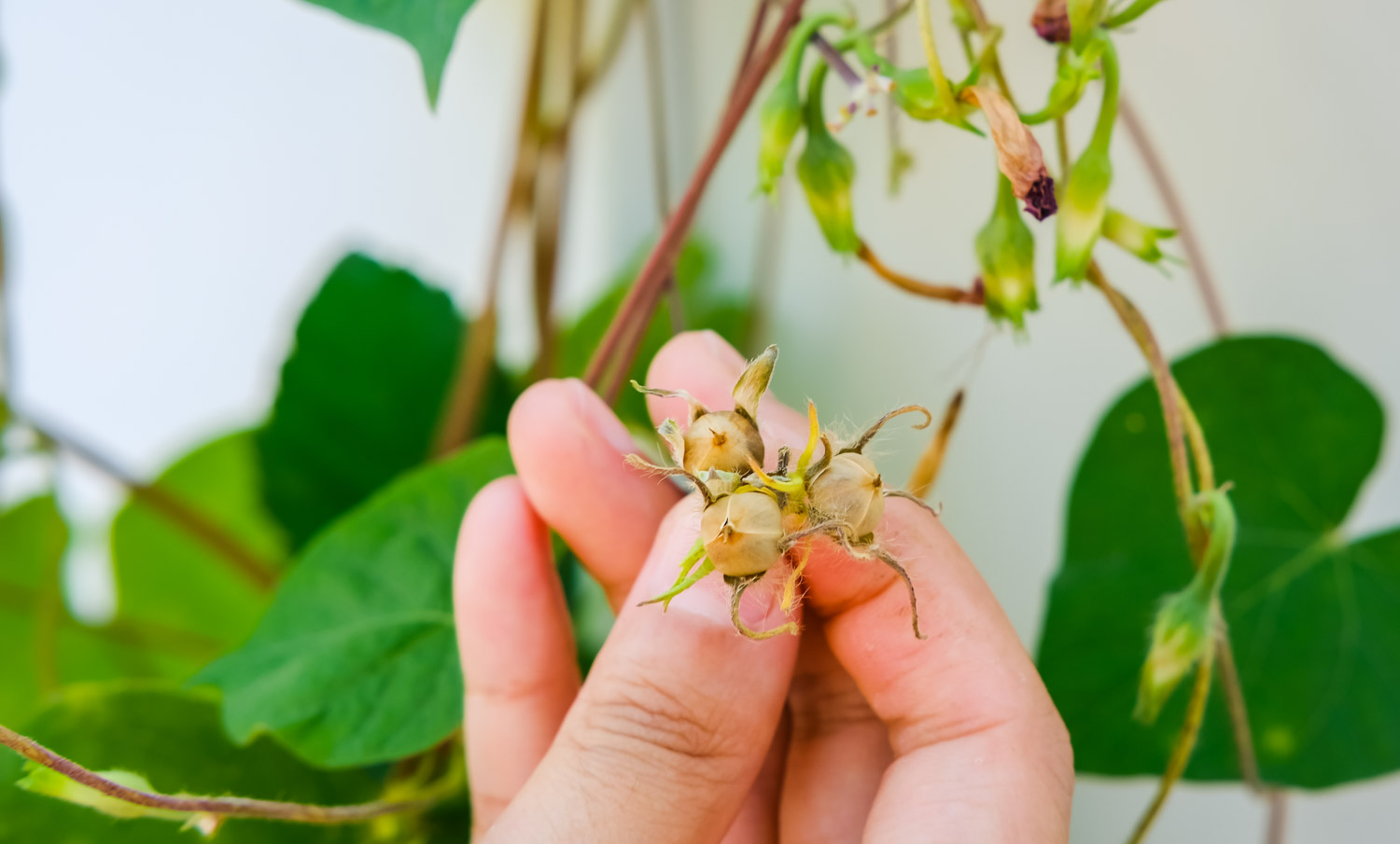 牵牛花是什么颜色