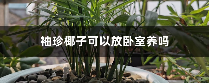 袖珍椰子可以放卧室养吗