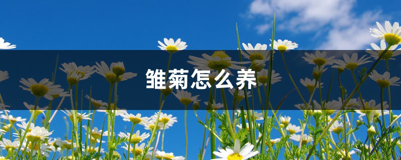 雏菊怎样养，雏菊花期