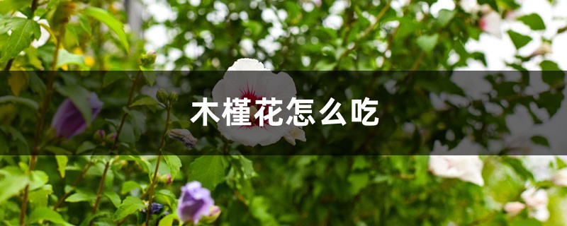 木槿花怎样吃