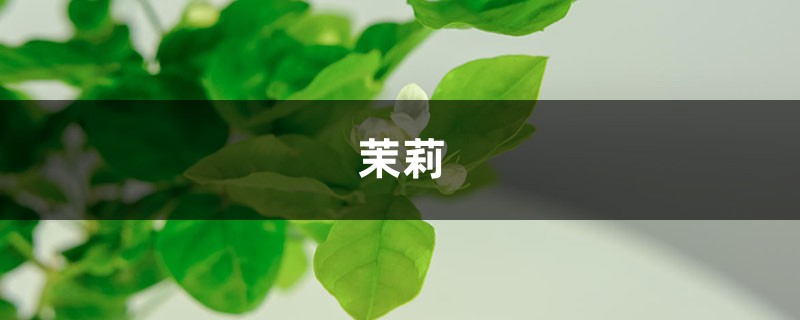 养盆茉莉在家中，不仅能闻清香，花朵风干后还能泡茶喝！