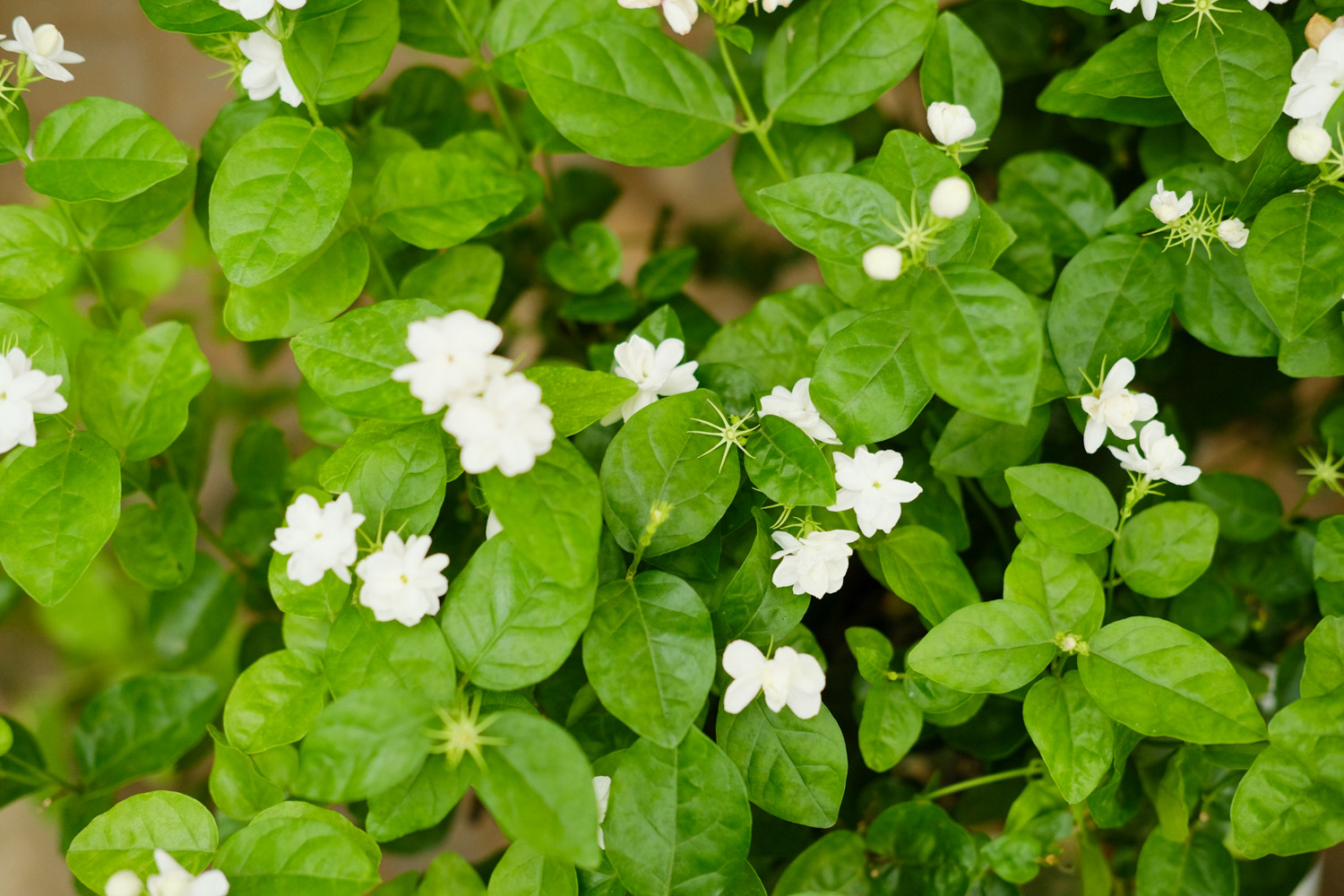 茉莉花有毒吗，茉莉花能在卧室养吗