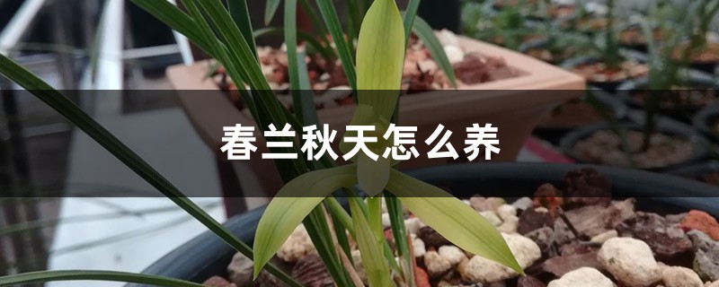 春兰秋天怎样养