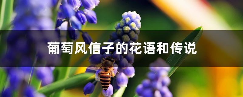 葡萄风信子的花语和传说