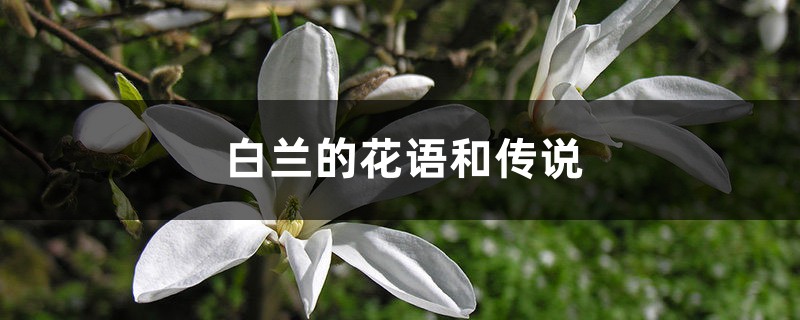 白兰的花语和传说