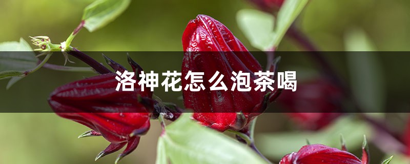 洛神花怎样泡茶喝