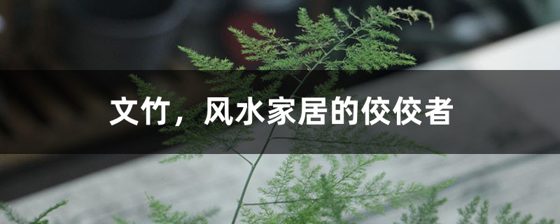 文竹,风水家居的佼佼者