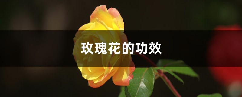 玫瑰花的功效，玫瑰花的图片