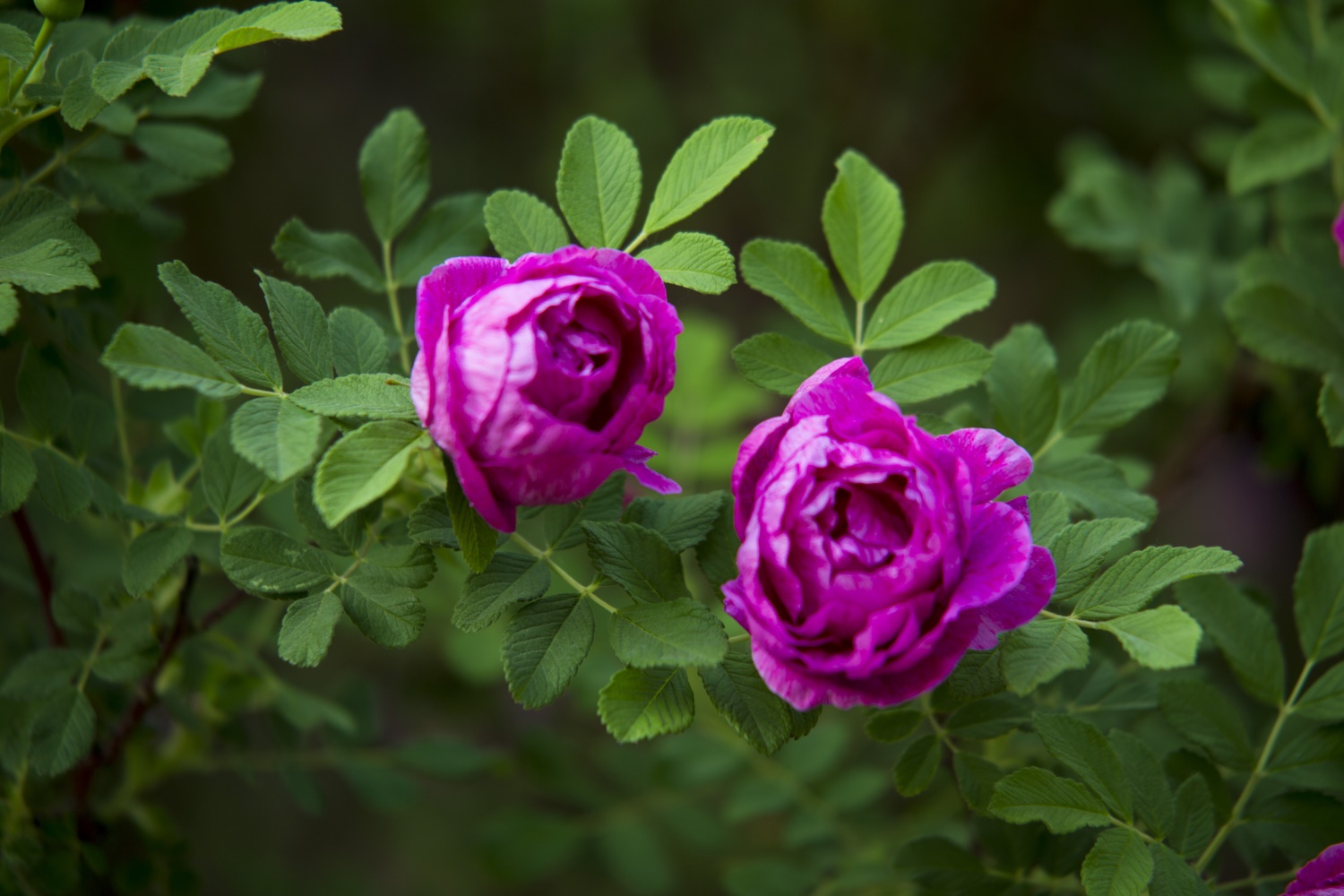 1朵玫瑰花代表的含义