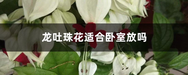 龙吐珠花适合卧室放吗