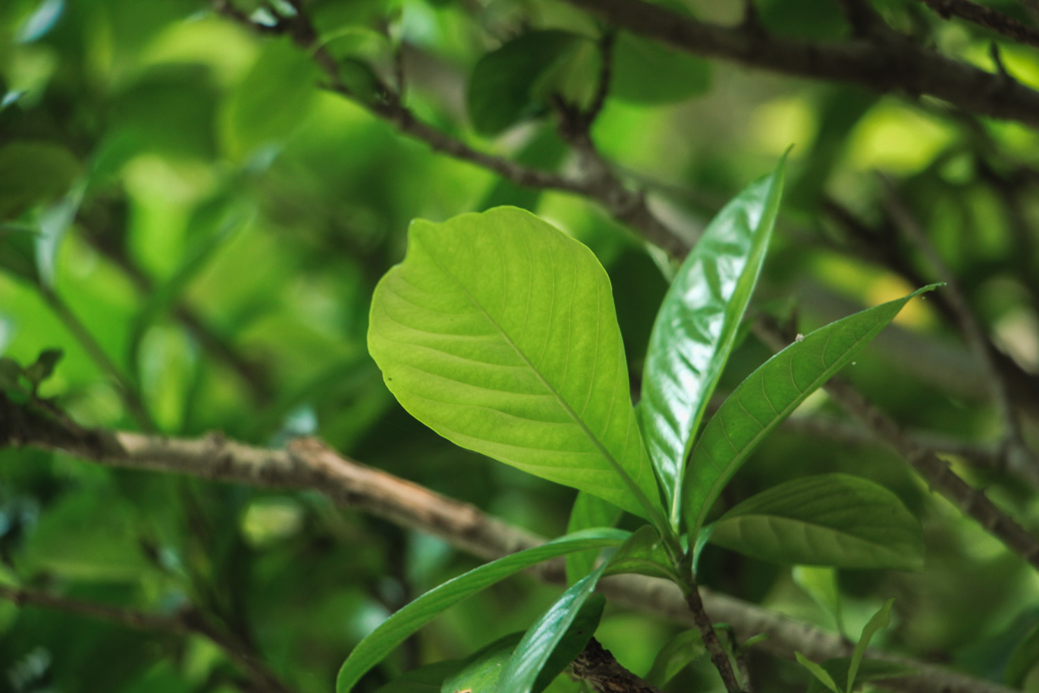 栀子花有毒吗，可以养在家中吗