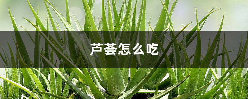 芦荟怎样吃