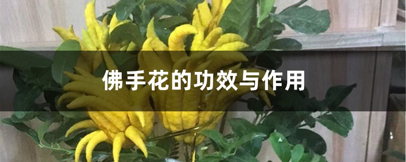 佛手花的功效与作用，佛手花图片