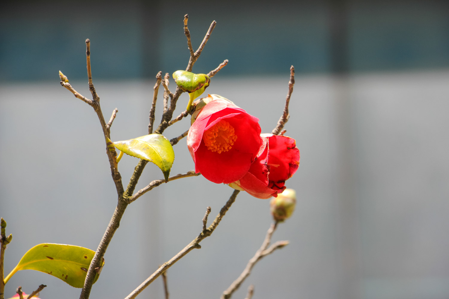 茶花有毒吗