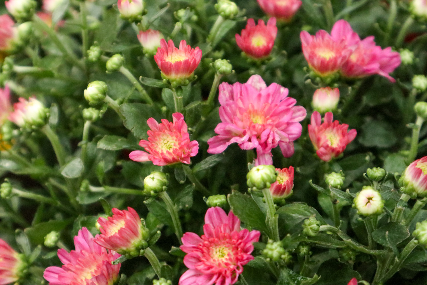 金银花能去火吗，和菊花比哪个去火好