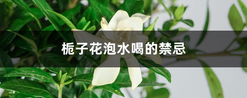 栀子花泡水喝的禁忌，栀子花怎样泡水喝