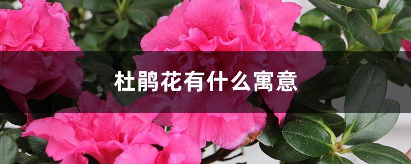 杜鹃花有什么寓意，杜鹃花为什么是禁花