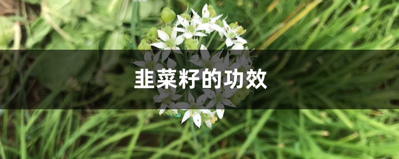 韭菜籽的功效，韭菜籽怎样吃