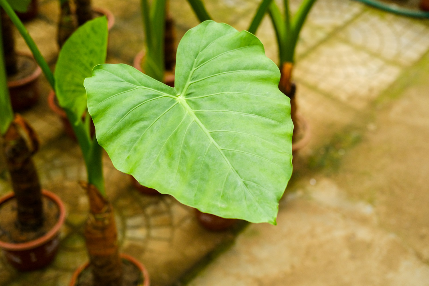 滴水观音开花有什么兆头