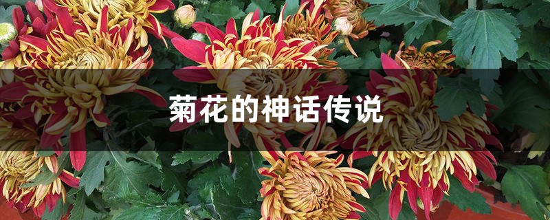 菊花的神话传说 – 花百科